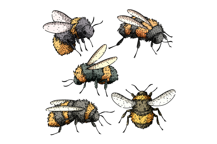 Bee Drawing Image 19