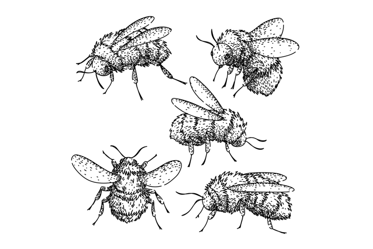 Bee Drawing Image 18