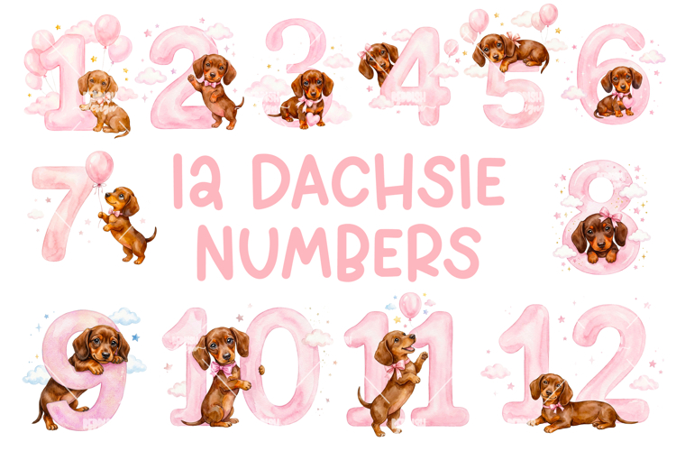 Dachshund Png Image 18