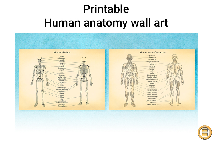 Printable Human anatomy art medicine school Wall decor print