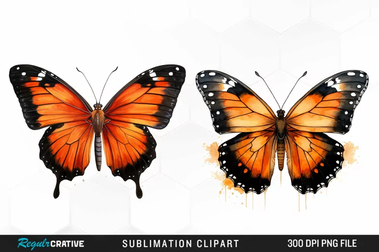 Butterfly Illustration PNG Clipart
