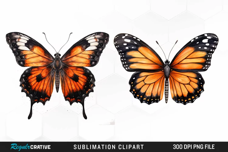 Butterfly Illustration PNG Clipart
