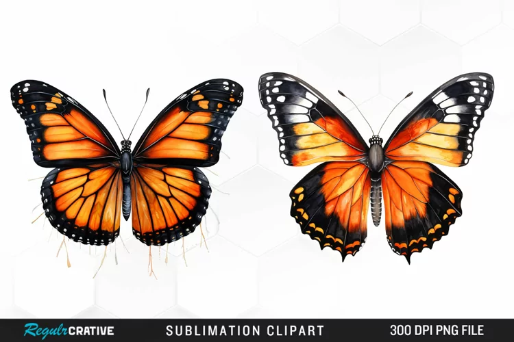 Butterfly Illustration PNG Clipart
