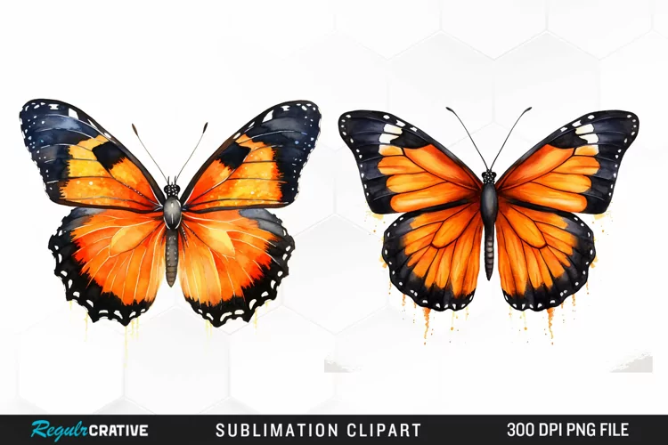 Butterfly Illustration PNG Clipart