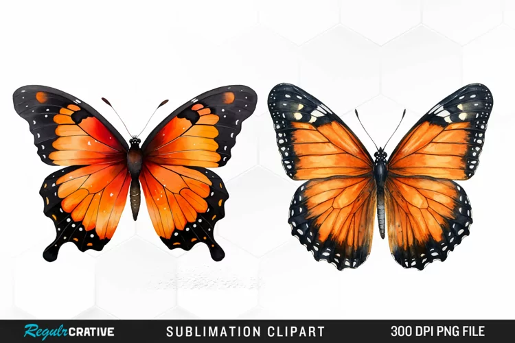 Butterfly Illustration PNG Clipart