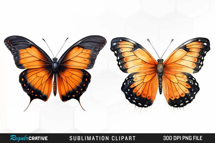 Butterfly Illustration PNG Clipart