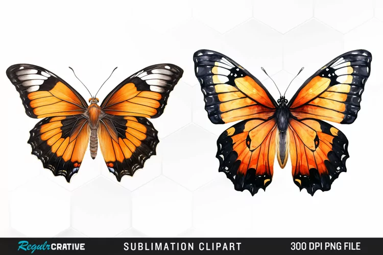 Butterfly Illustration PNG Clipart