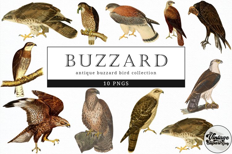 Buzzard Vintage Animal illustration Clip Art, Clipart example image 1
