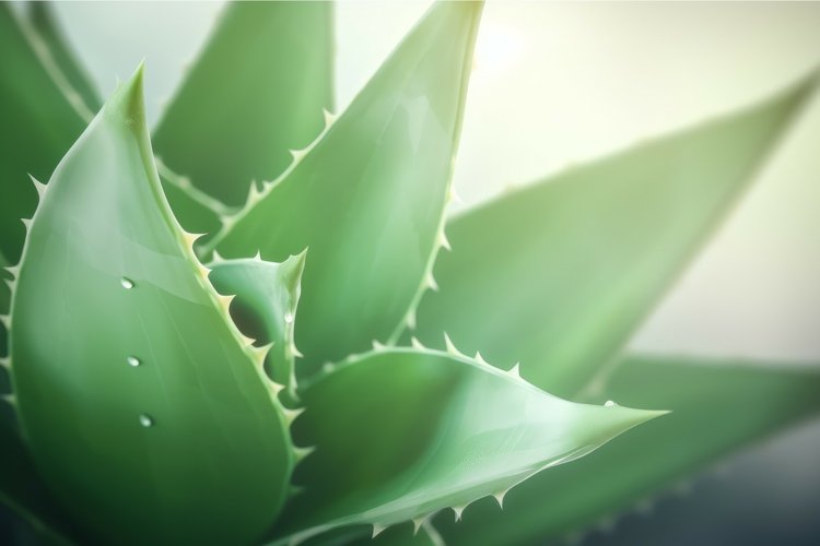 Aloe plant background design. Generate Ai example image 1