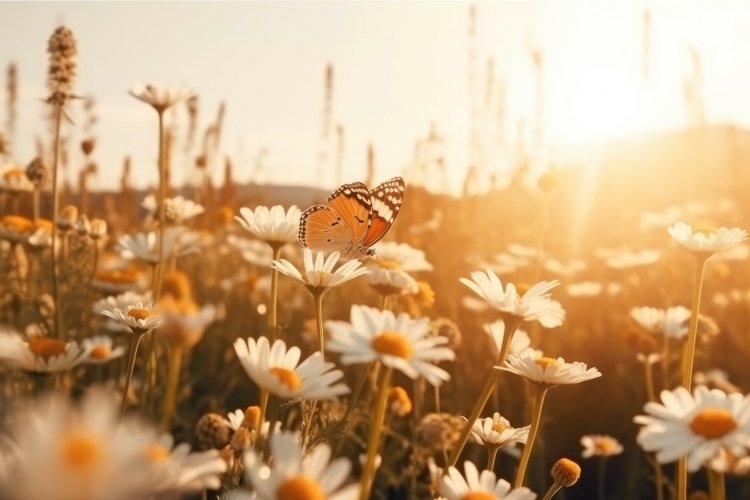 Butterfly Clipart Image 2