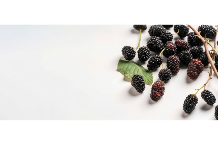 Banner Clipart Image 16