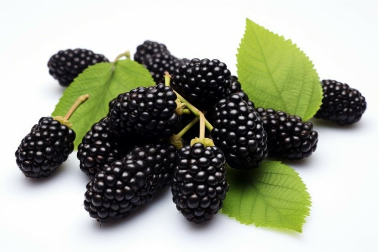 Food Clipart Image 20