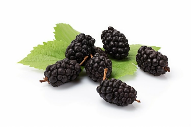 Food Clipart Image 19