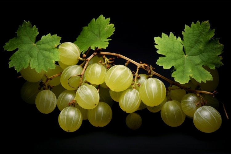 Gooseberry on black background example image 1