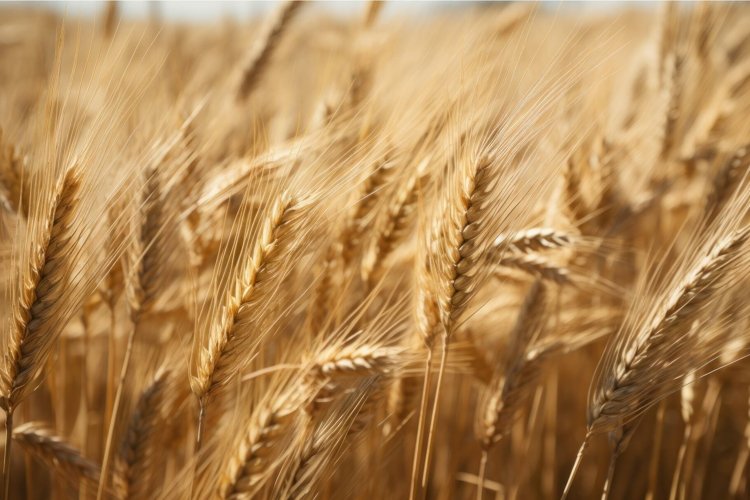 Fragrant Rye field. Generate Ai