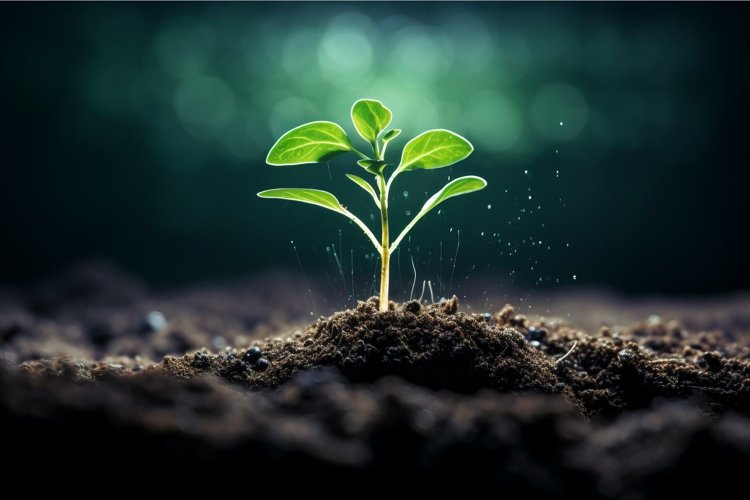 Seed Clipart Image 12