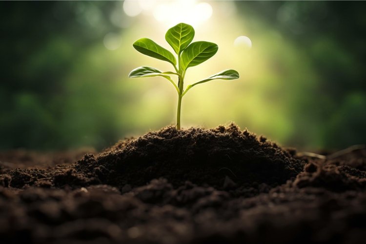 Seed Clipart Image 22