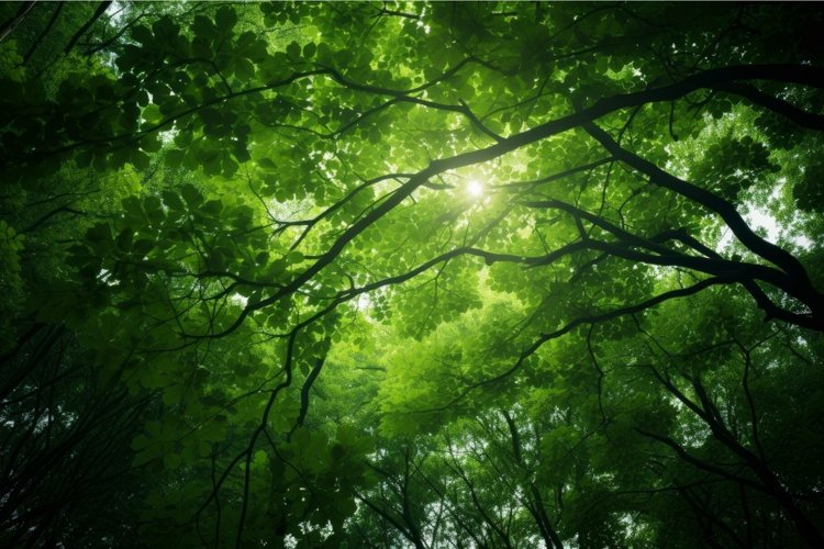 Woodland Clipart Image 16