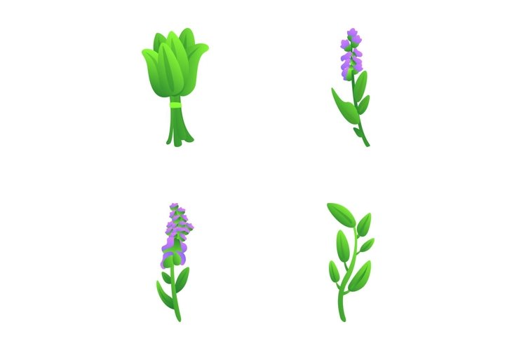 Culinary herb icons set cartoon vector. Various aromatic cul example image 1