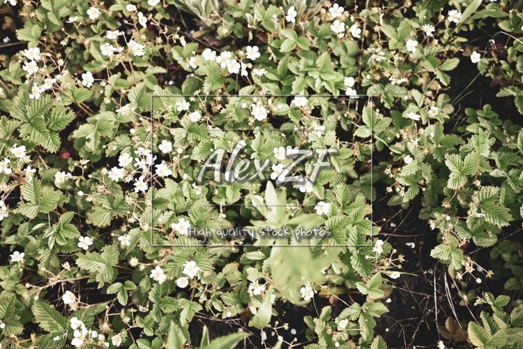 Spring Clipart Image 19