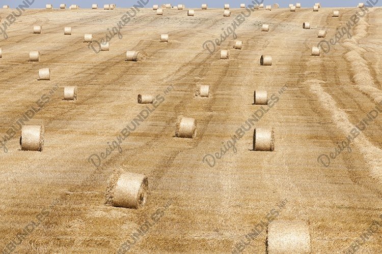 harvest of cereals