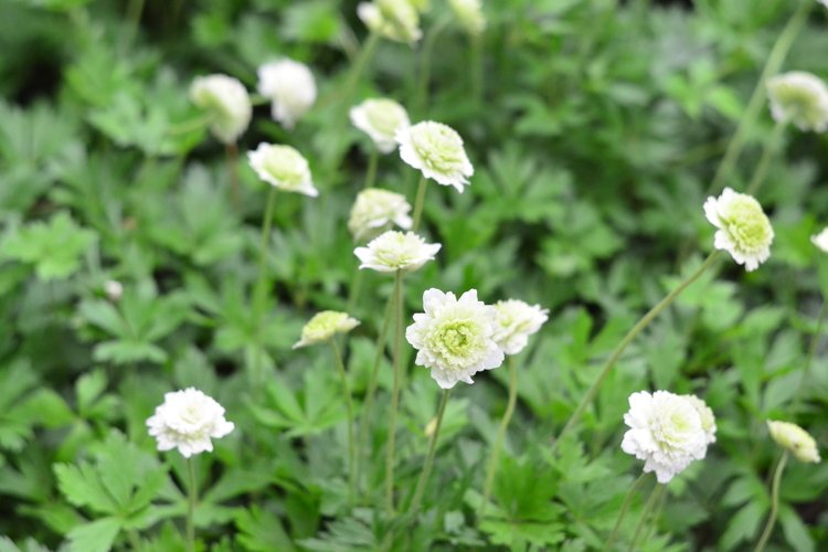 blooming flowers in the garden