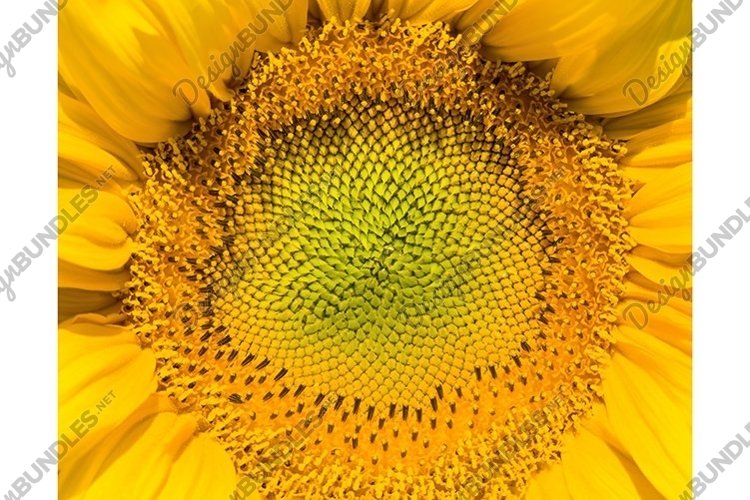 Seed Clipart Image 6