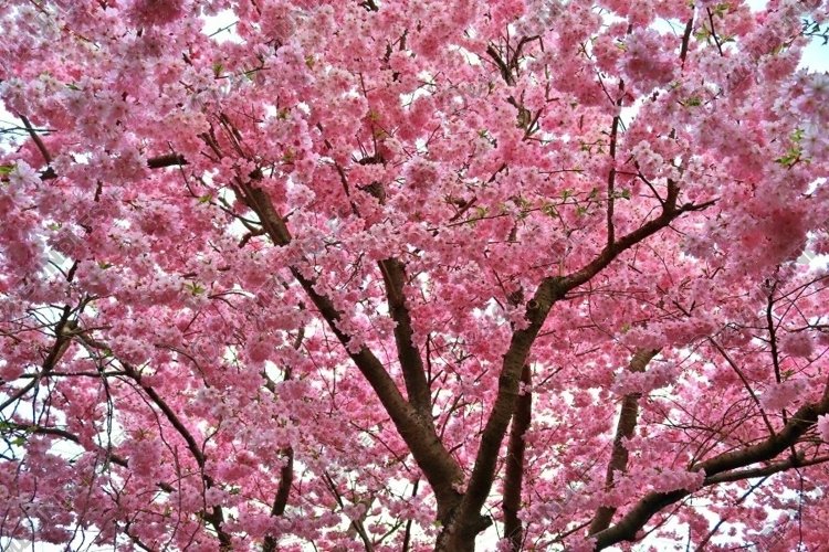 Beautiful background of flowering trees example image 1