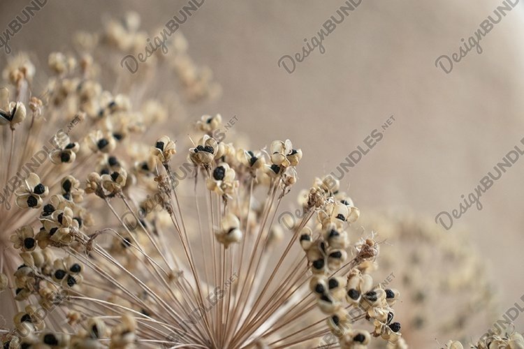 natural background of dry flowers