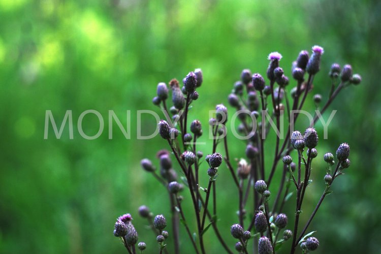 Garden Background Image 10