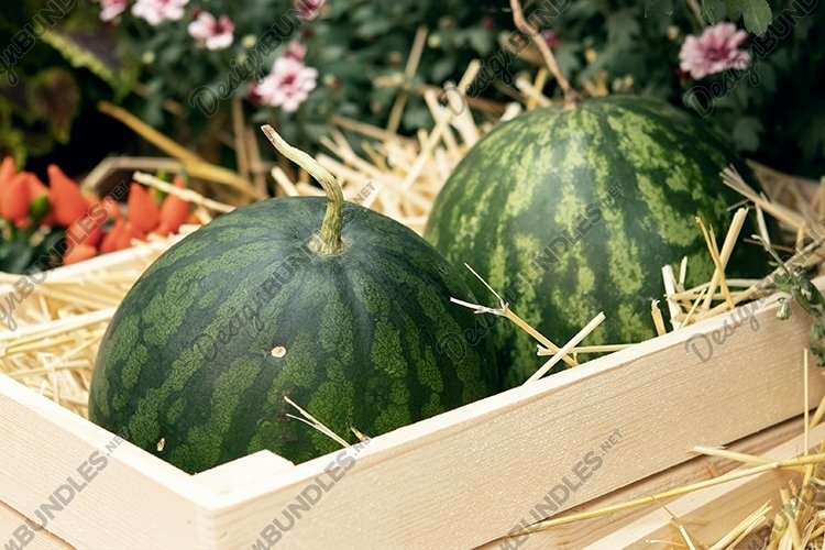 Watermelon Clipart Image 10