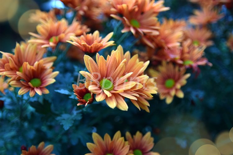 Summer Flowers Clipart Image 7
