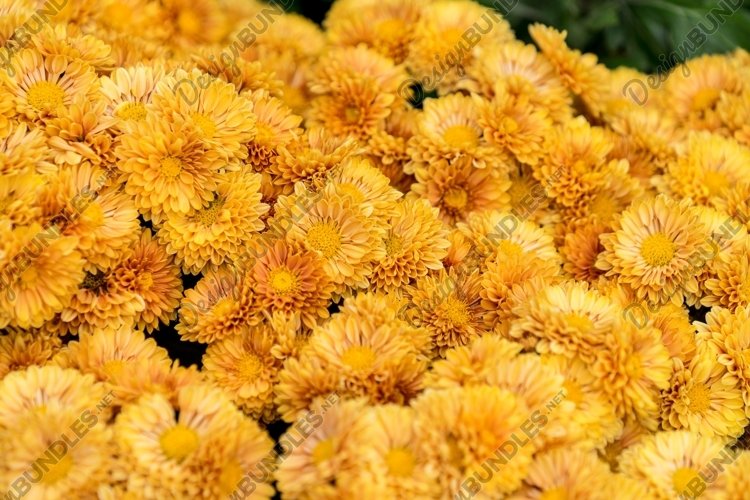 Garden Background Image 3