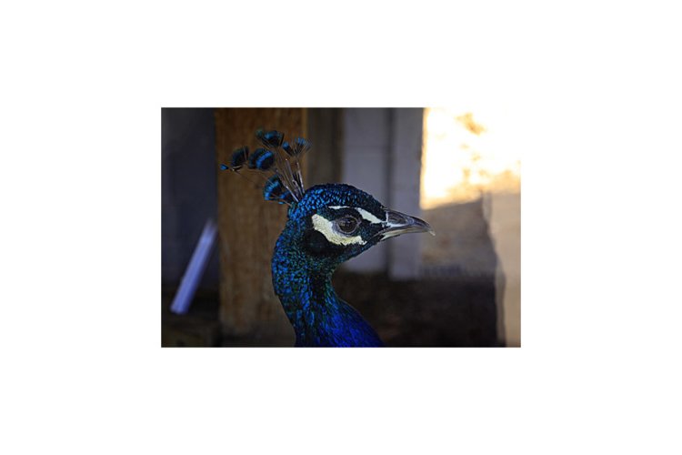 Peacock Clipart Image 17