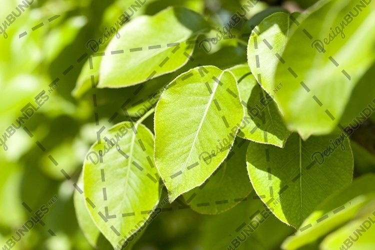 Garden Background Image 13