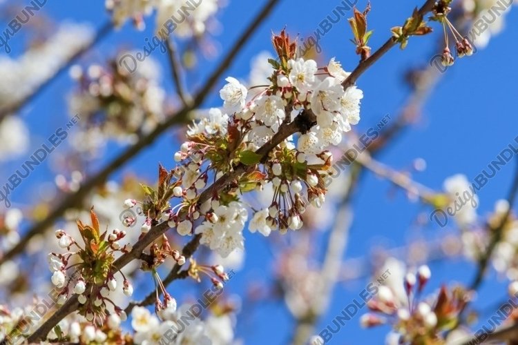 Valentine Background Image 3