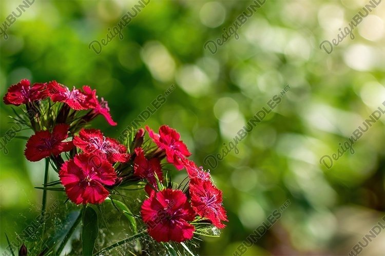 Stock Photo - Bright flowers of alpine carnations close-up