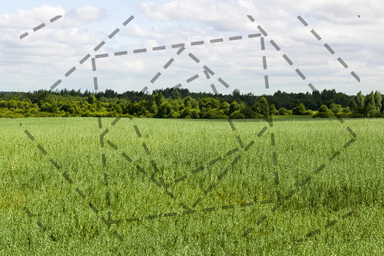 agricultural field of oat example image 1