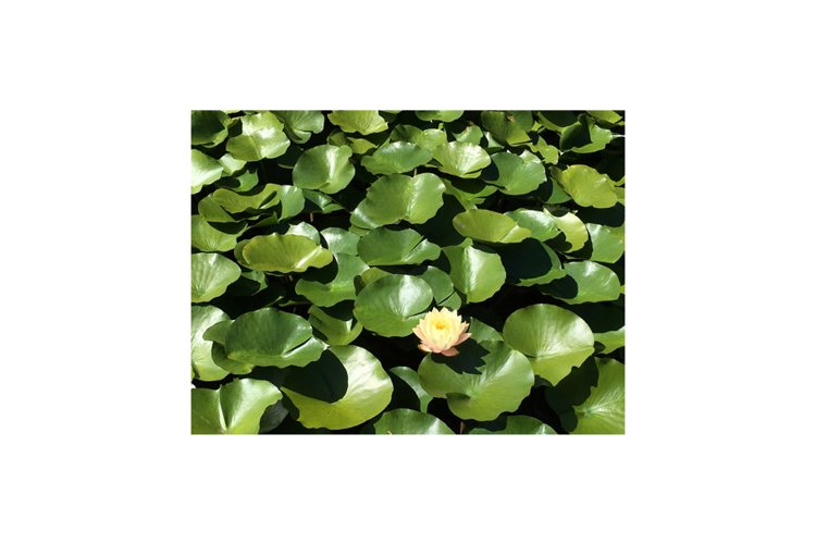 Seed Clipart Image 23