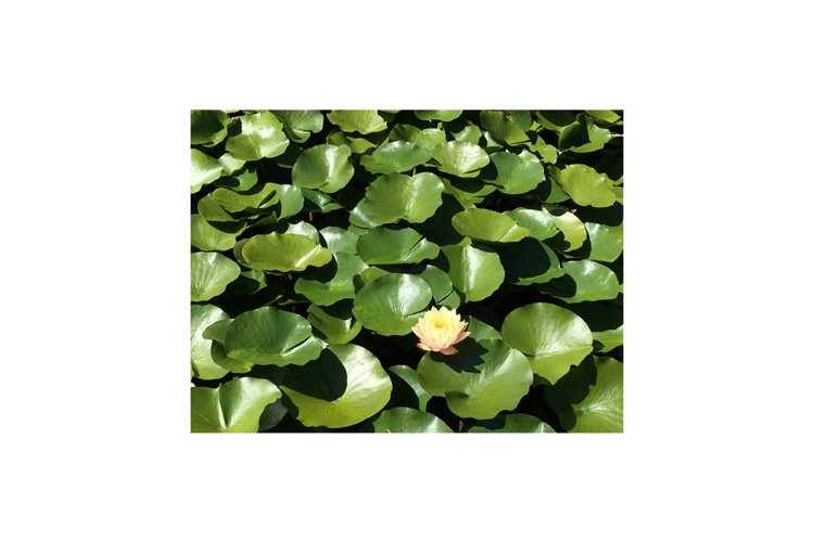 Water Lily Clipart Image 13