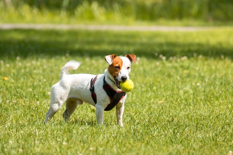 Puppy Clipart Image 19