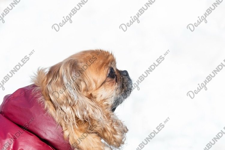 Small little Pekingese dog in winter example image 1