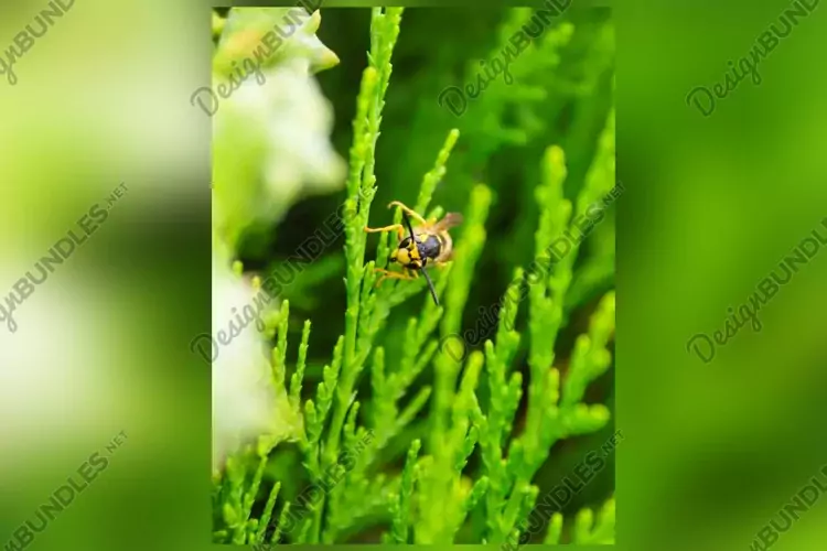 Close up shot of a bee on a flower