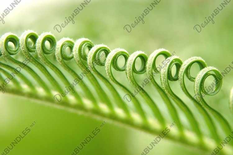 Green Grass Clipart Image 6