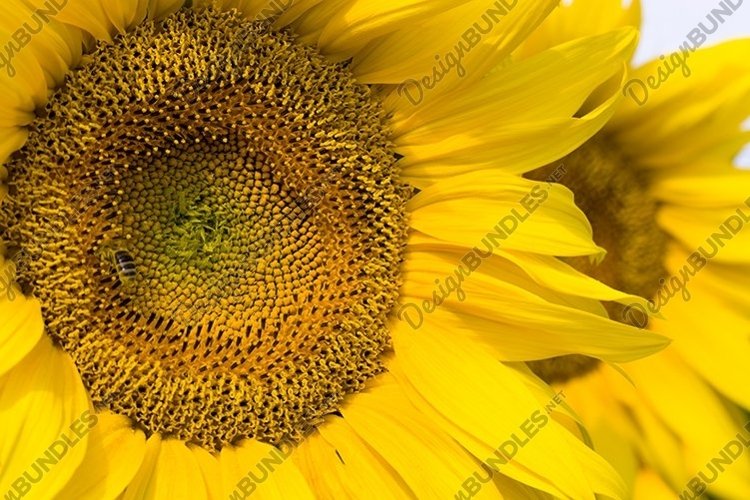 Seed Clipart Image 3