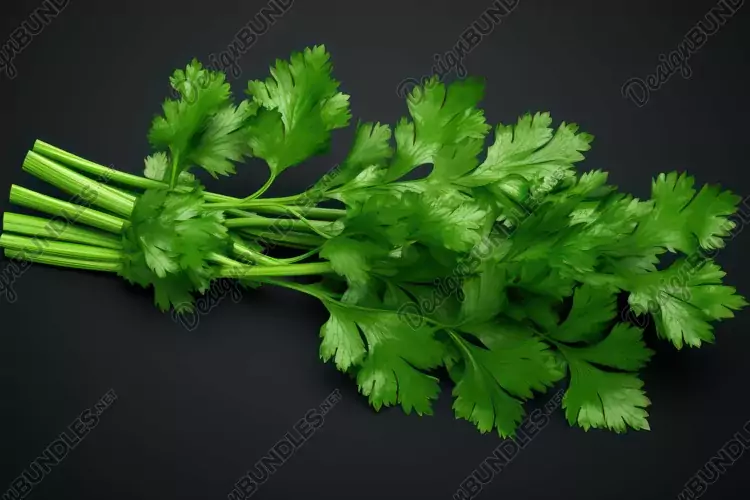 Fresh Parsley Background Wallpaper