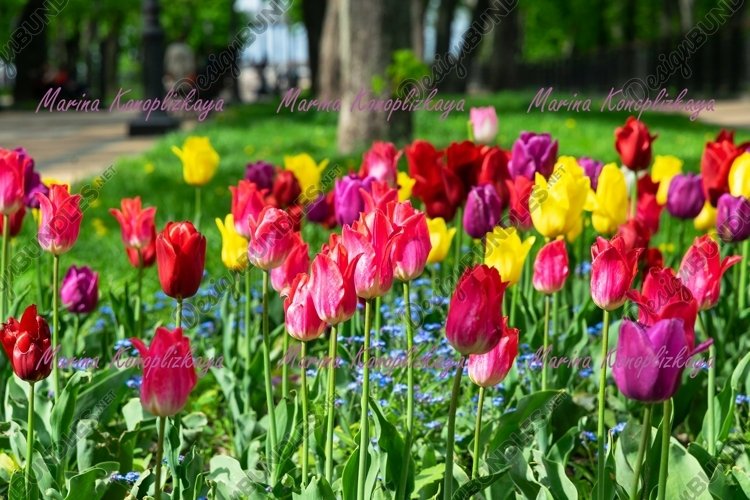 Garden Background Image 14