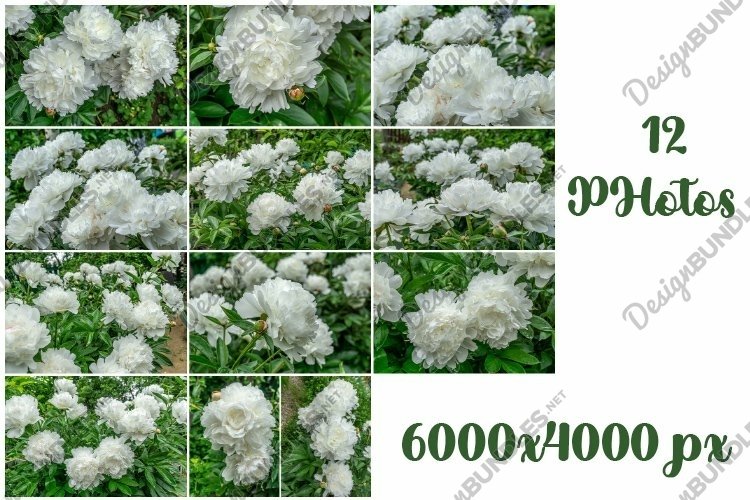Big white peony flowers photos example image 1