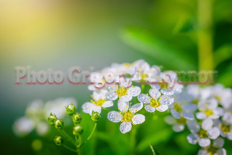 Garden Background Image 22