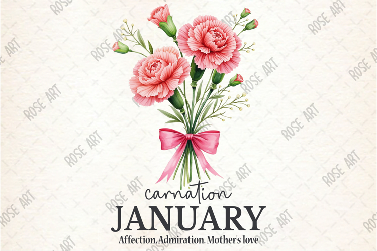 Carnation January Affection Admiration Mothers Love PNG
